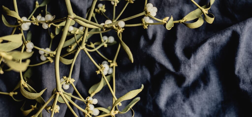 Mistletoe for Cancer Treatment