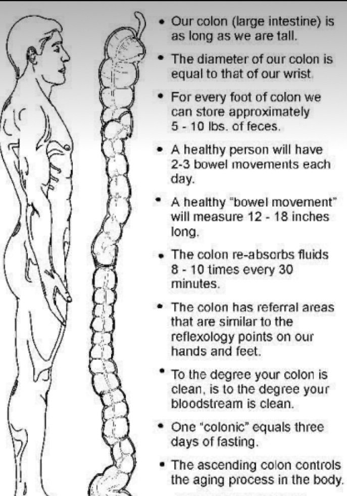 Colon Hydrotherapy - Facts about our colon